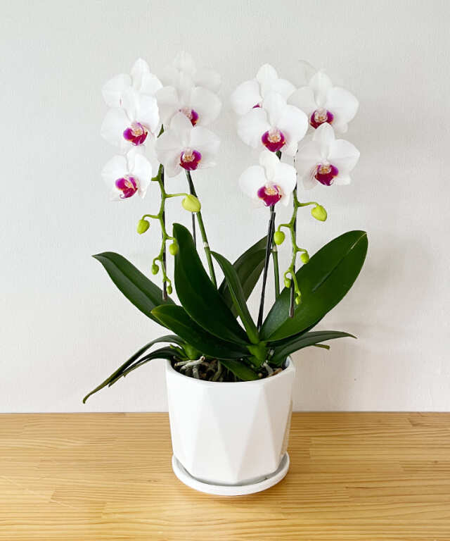 【つぼみ多め商品】中輪胡蝶蘭 リトルリップ 2本立ち 11輪
