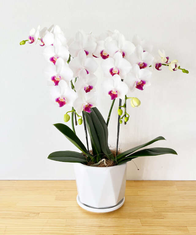 中輪胡蝶蘭　リトルリップ　２本立ち　脇芽あり