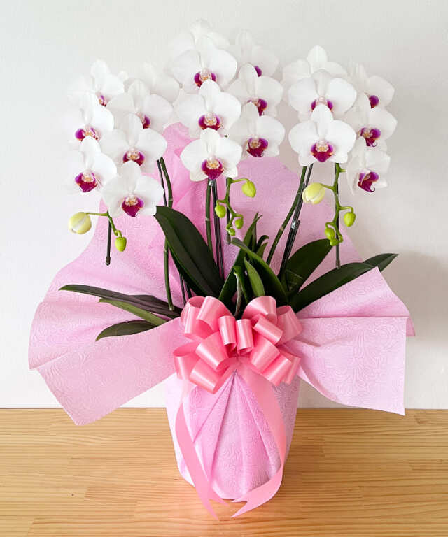 中輪胡蝶蘭　リトルリップ　３本立ち