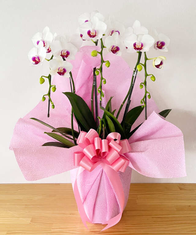 【つぼみ多め商品】中輪胡蝶蘭 エンジェルピンク 3本立ち 11輪