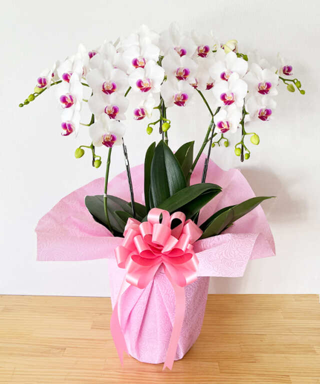 中輪胡蝶蘭　リトルリップ　３本立ち　脇芽あり