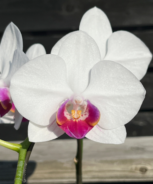 中輪胡蝶蘭　リトルリップ　花アップ