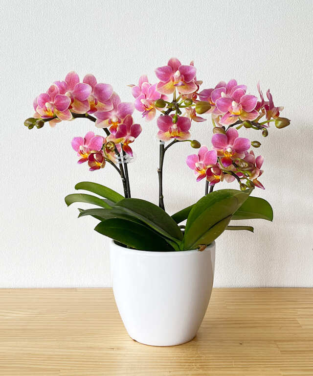 ミニ胡蝶蘭　ラヴァー3本立ち