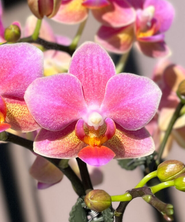 ラヴァー　花アップ