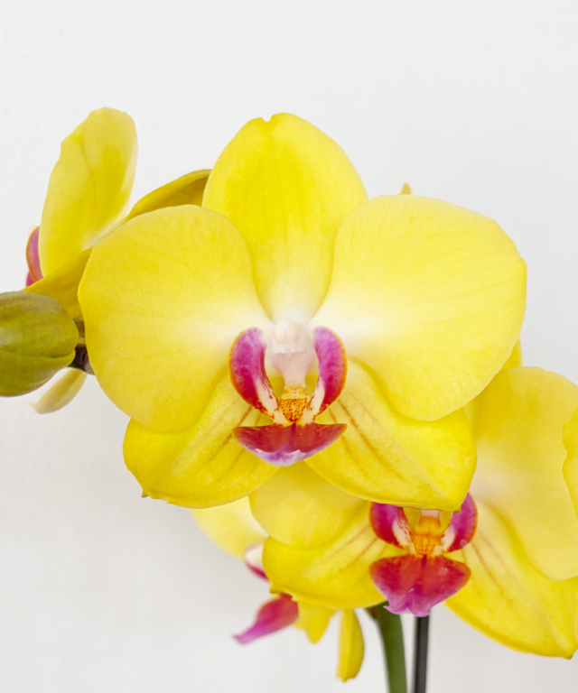 ミニ胡蝶蘭　リトルサンセット　花アップ