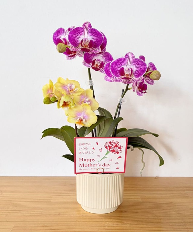 生花 ミニ胡蝶蘭 madre 3本立ち｜ 胡蝶蘭専門店 黒臼洋蘭園直売 【らんや】