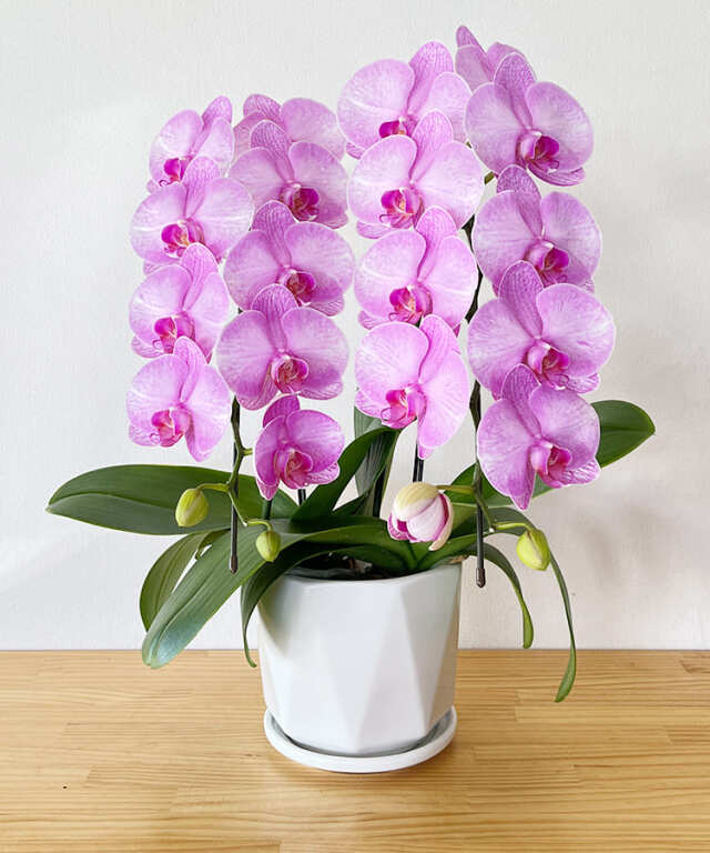 中輪胡蝶蘭 舞姫 2本立ち