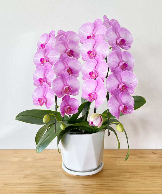 中輪胡蝶蘭 舞姫 2本立ち