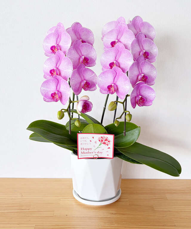 ホワイトデーに贈る花には胡蝶蘭を｜胡蝶蘭専門店 【らんや】｜黒臼洋