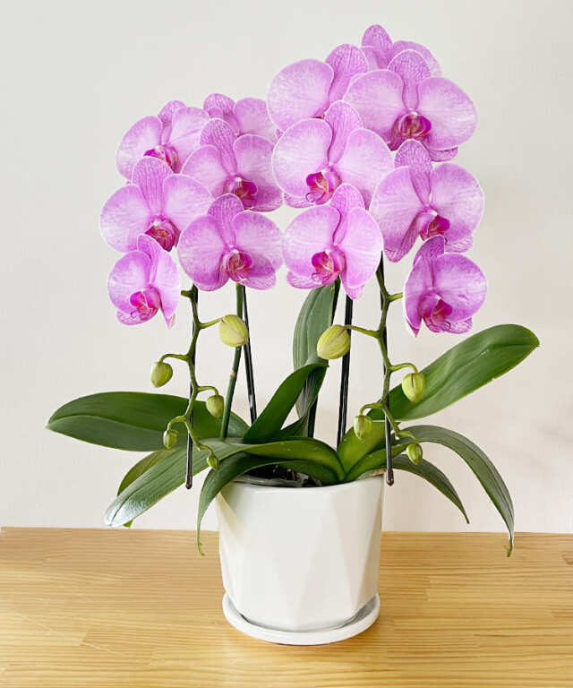 【つぼみ多め商品】中輪胡蝶蘭　舞姫　２本立ち