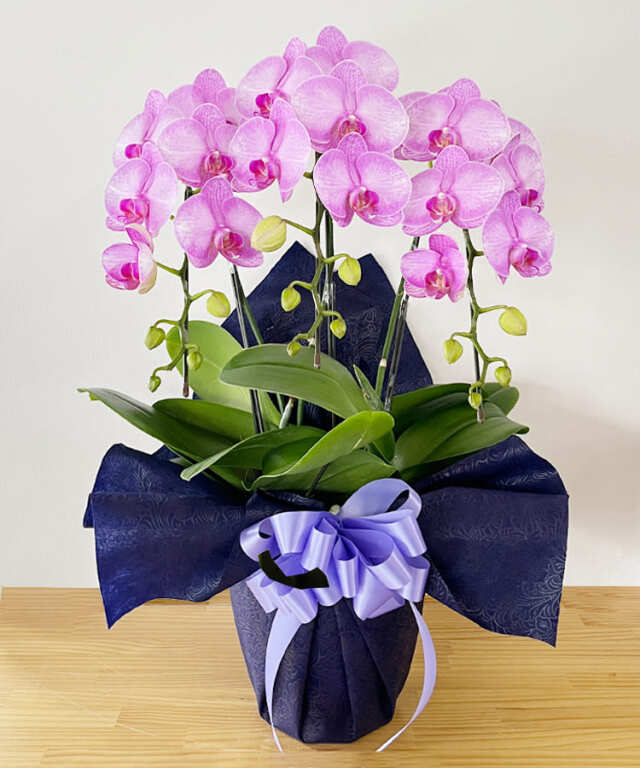 【つぼみ多め商品】中輪胡蝶蘭　舞姫　３本立ち