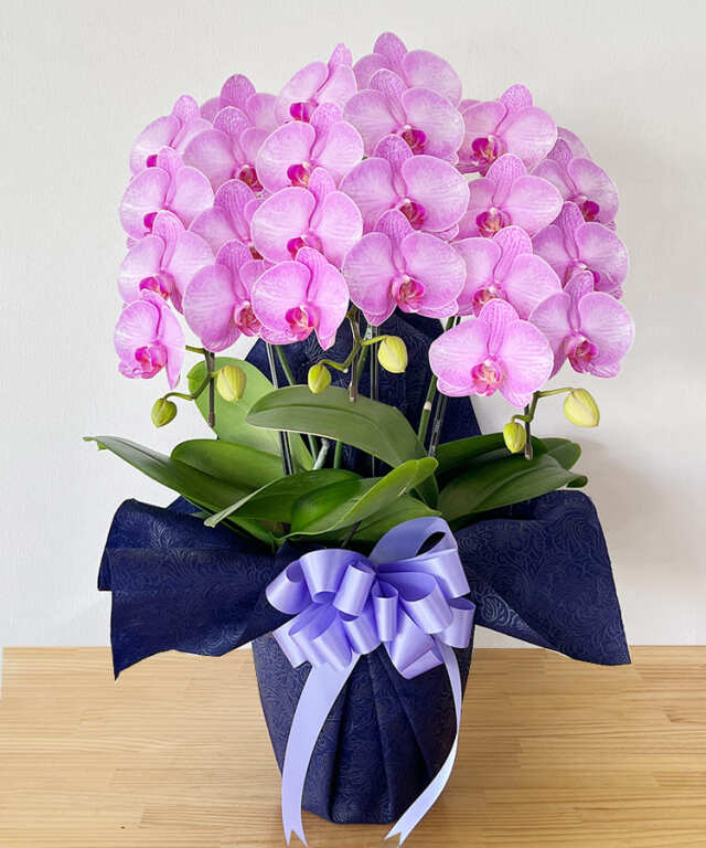 中輪胡蝶蘭 舞姫 3本立ち