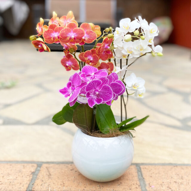 ミディ胡蝶蘭 ミディmix 胡蝶蘭専門店 黒臼洋蘭園直売 らんや