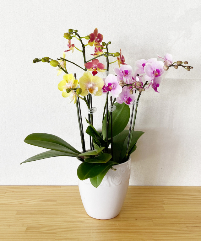 ミニ胡蝶蘭 生花 ミニMIX B｜ 胡蝶蘭の贈り物なら胡蝶蘭専門店【らんや】