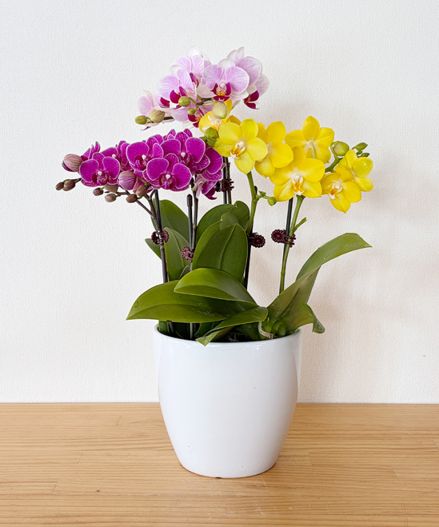 ミニ胡蝶蘭　ミニMIX B