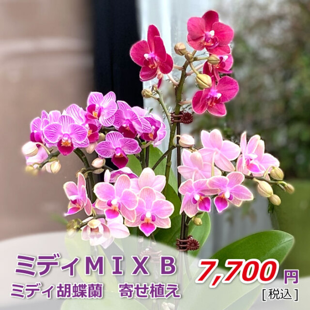 ミディ胡蝶蘭 ミディmix B お祝いギフトなら胡蝶蘭専門店 らんや ミディ胡蝶蘭 ミディmix B お祝いギフトなら胡蝶蘭専門店 らんや