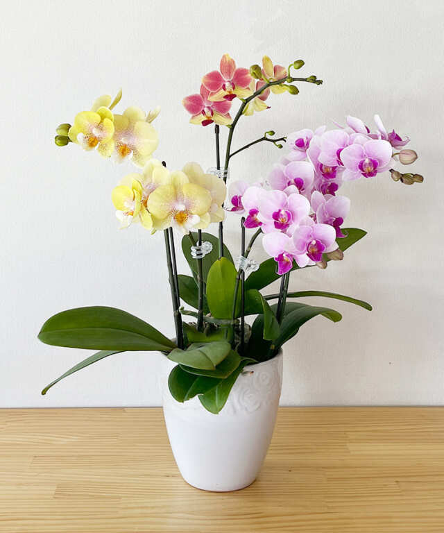 ミニ胡蝶蘭　ミニMIX B