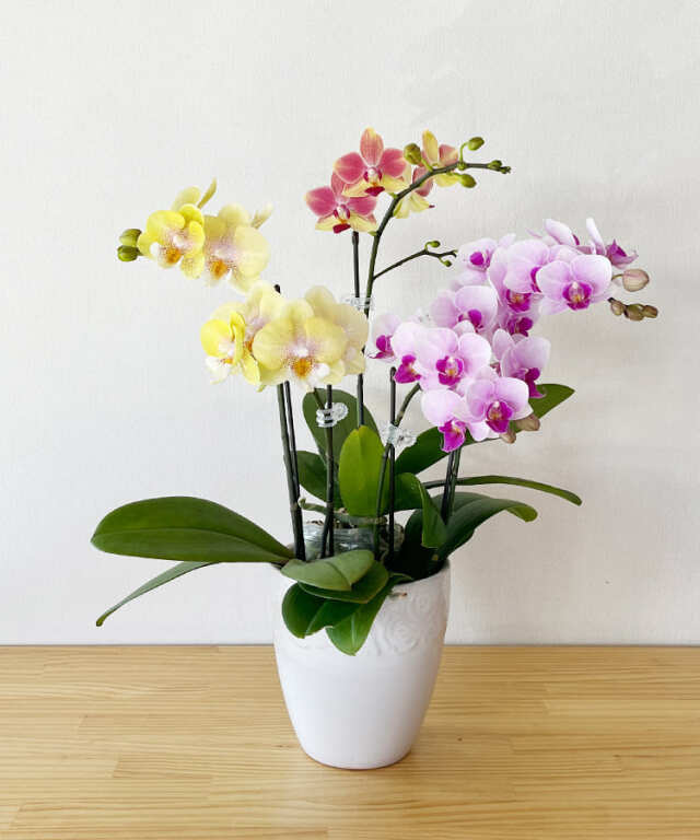 ミニ胡蝶蘭　ミニMIX B