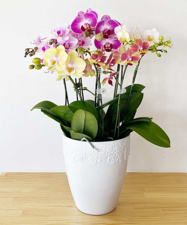 ミニ胡蝶蘭　おまかせミニMIX C