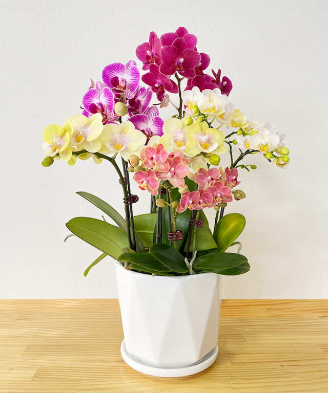 ミニ胡蝶蘭　おまかせミニMIX C