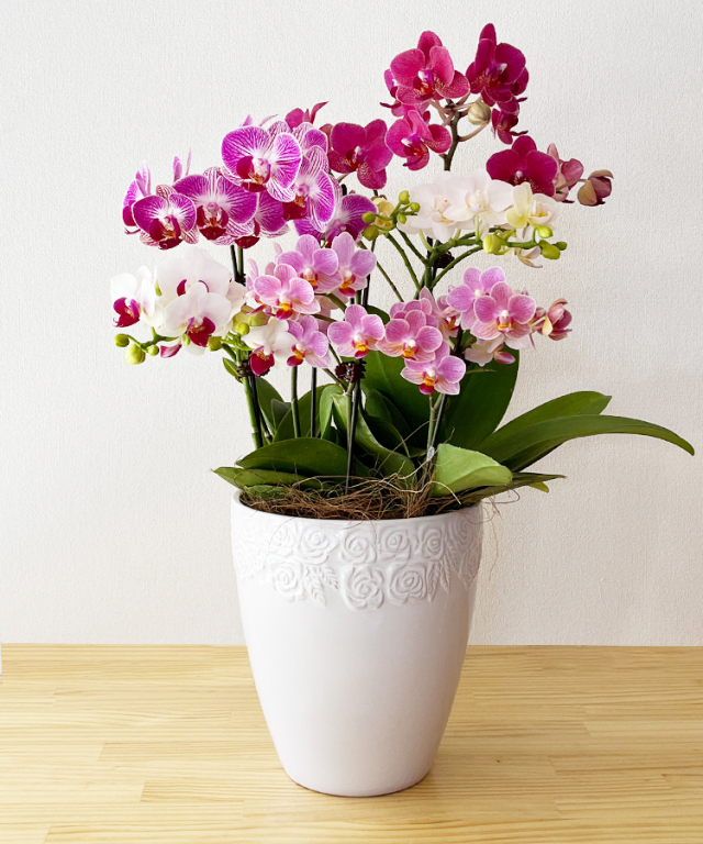 ミニ胡蝶蘭 生花 ミニMIX C｜ 胡蝶蘭の贈り物なら胡蝶蘭専門店