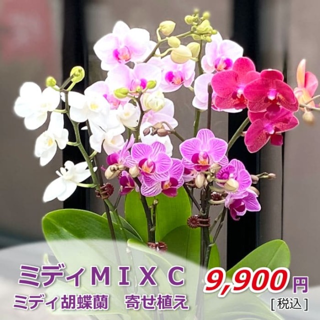ミディ ミニ胡蝶蘭 胡蝶蘭専門店 らんや 黒臼洋蘭園通販