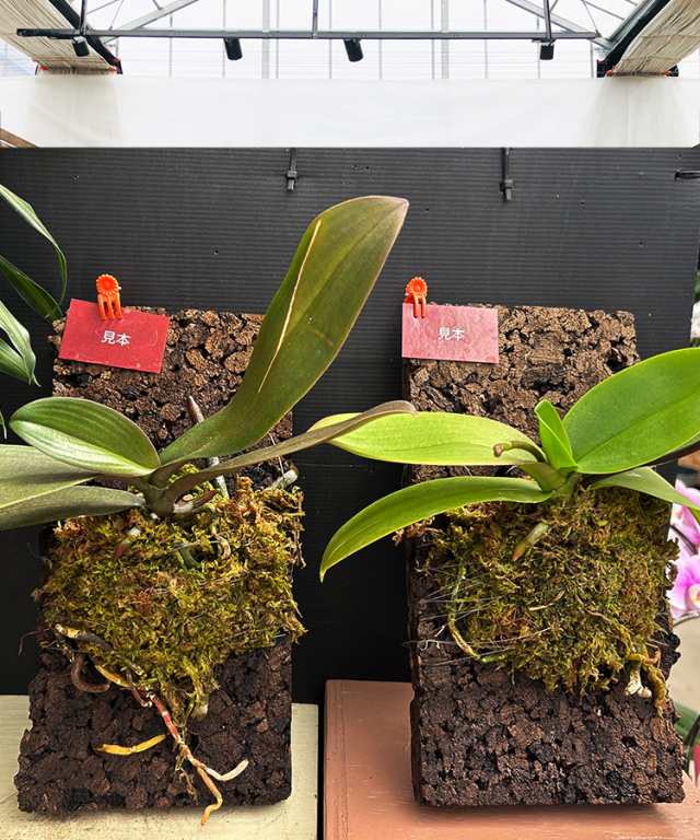 板付けセット ＜コルク板・水苔1袋・テグス・植替え手順書＞ ｜お祝い