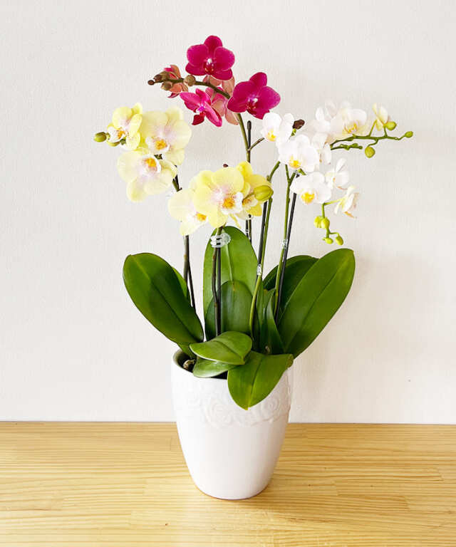 ミニ胡蝶蘭　ミニMIX B