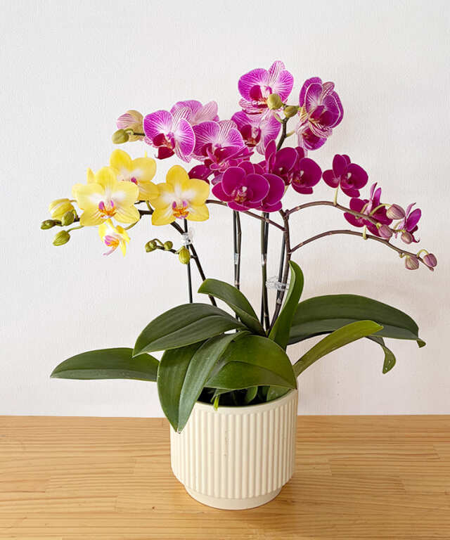 はりさん様 ホワイトデーに贈る花には胡蝶蘭を｜胡蝶蘭専門店 【らんや】｜黒臼洋