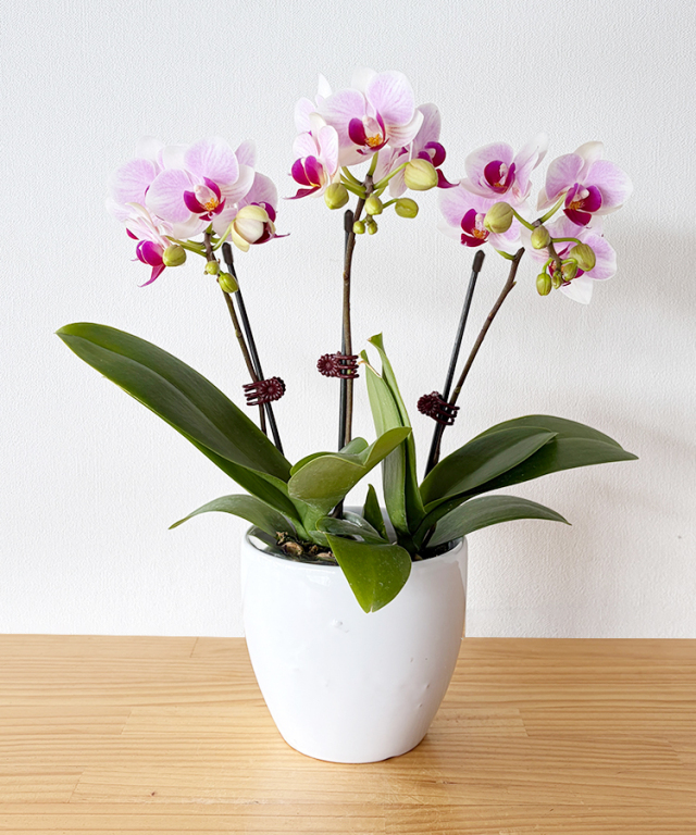 ミニ胡蝶蘭 生花 みやび 3本立｜ お祝いギフトなら胡蝶蘭専門店【らんや】
