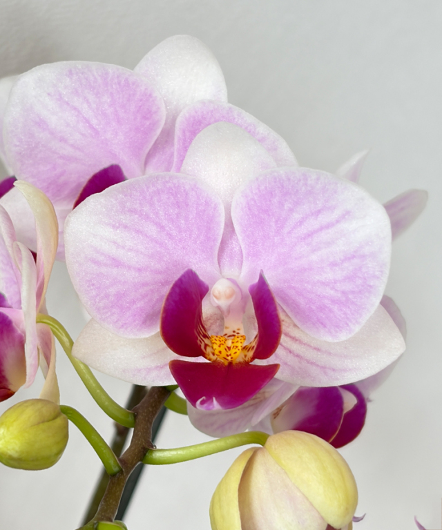 ミニ胡蝶蘭　みやび　花アップ