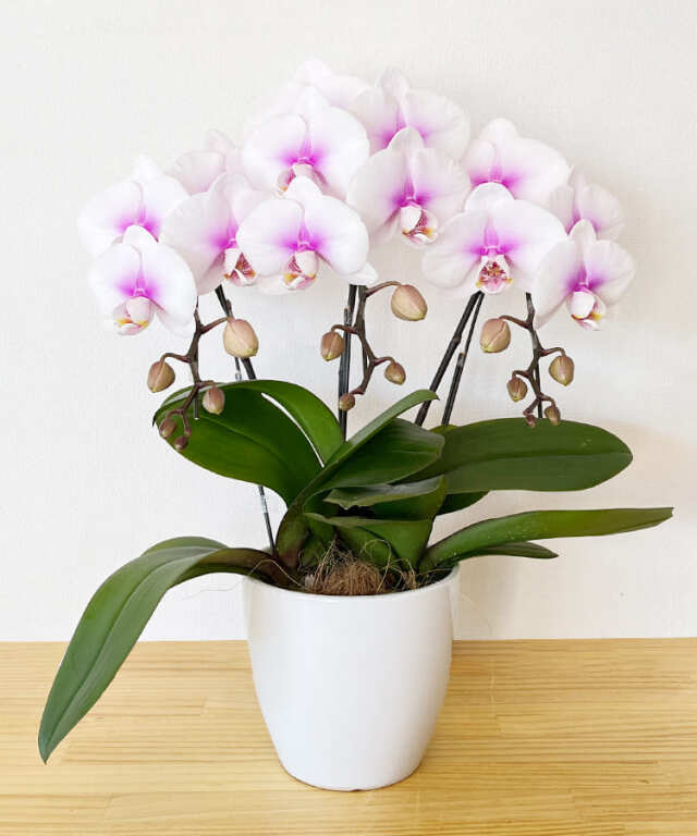 【つぼみ多め商品】ミニ胡蝶蘭 モア 3本立ち