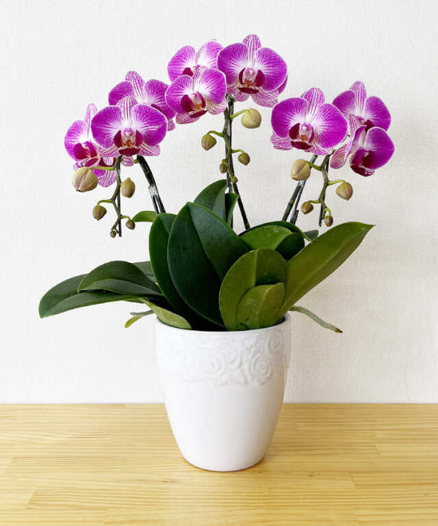 【つぼみ多め商品】ミニ胡蝶蘭 モアナ3本立ち
