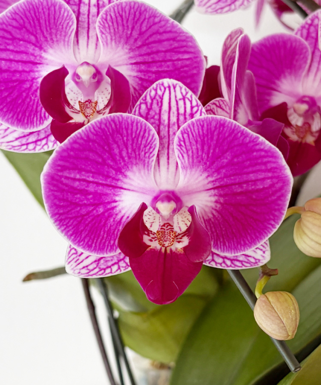 モアナの花のアップ