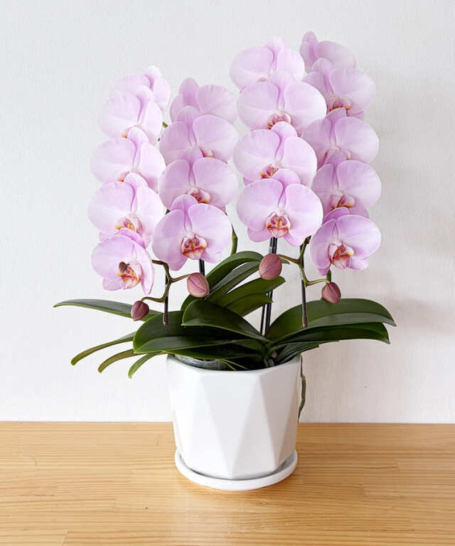 中輪胡蝶蘭 ももがすみ 2本立ち