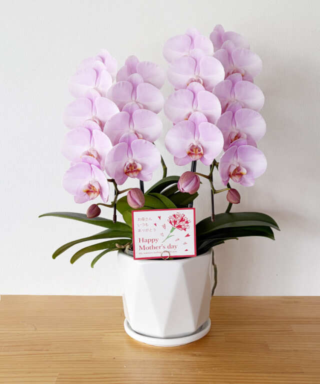 中輪胡蝶蘭　ももがすみ　２本立ち　母の日カード