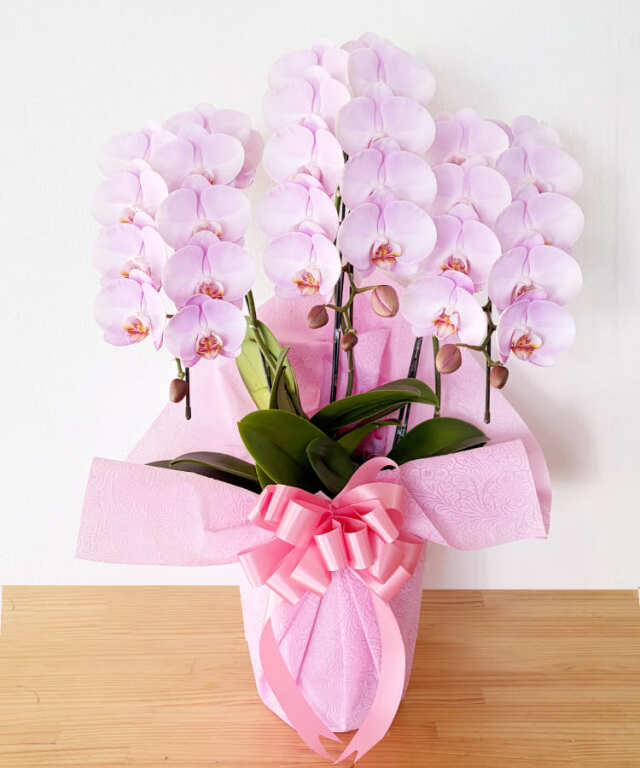 中輪胡蝶蘭　ももがすみ　３本立ち