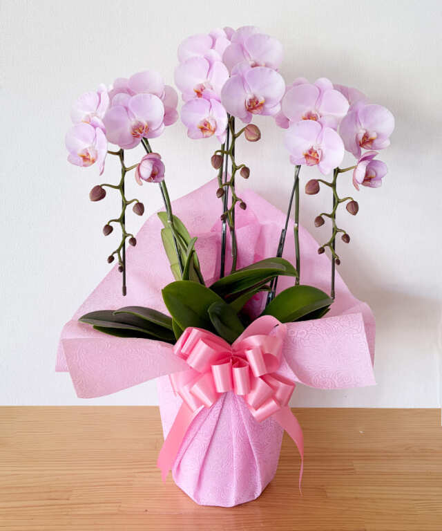 中輪胡蝶蘭　ももがすみ　3本立ち　つぼみ多め