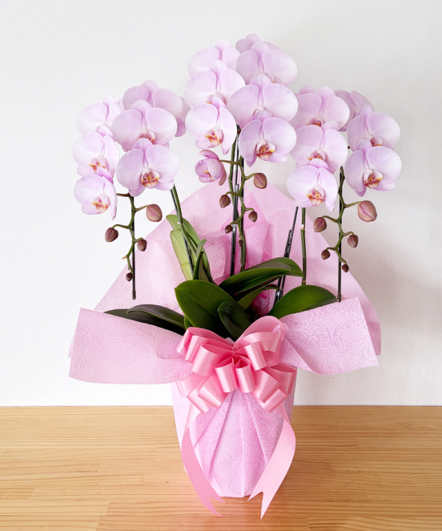 中輪胡蝶蘭　ももがすみ　3本立ち　つぼみ多め