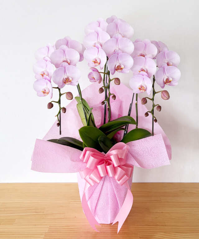 中輪胡蝶蘭　ももがすみ　３本立ち　つぼみ多め