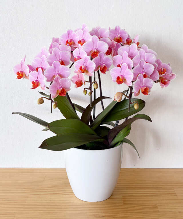 ミニ胡蝶蘭 ももか 3本立ち