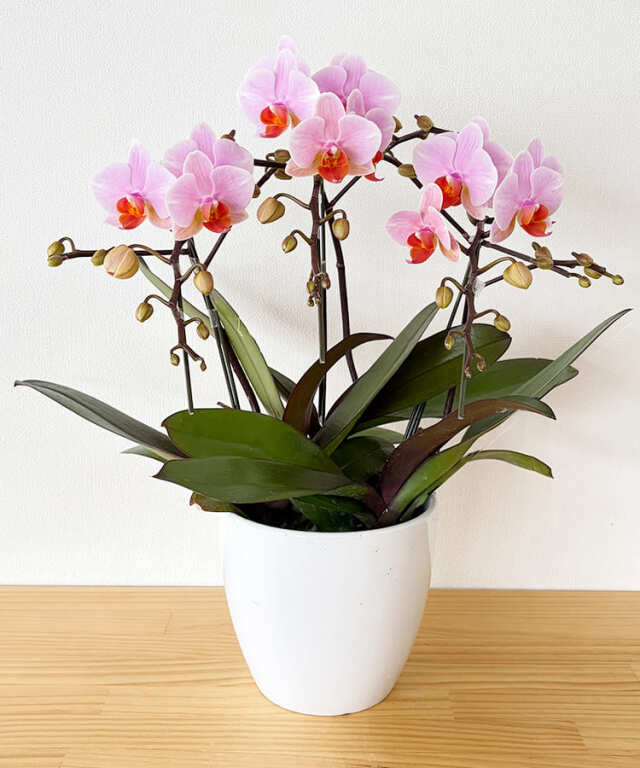 【つぼみ多め商品】ミニ胡蝶蘭　ももか　３本立ち