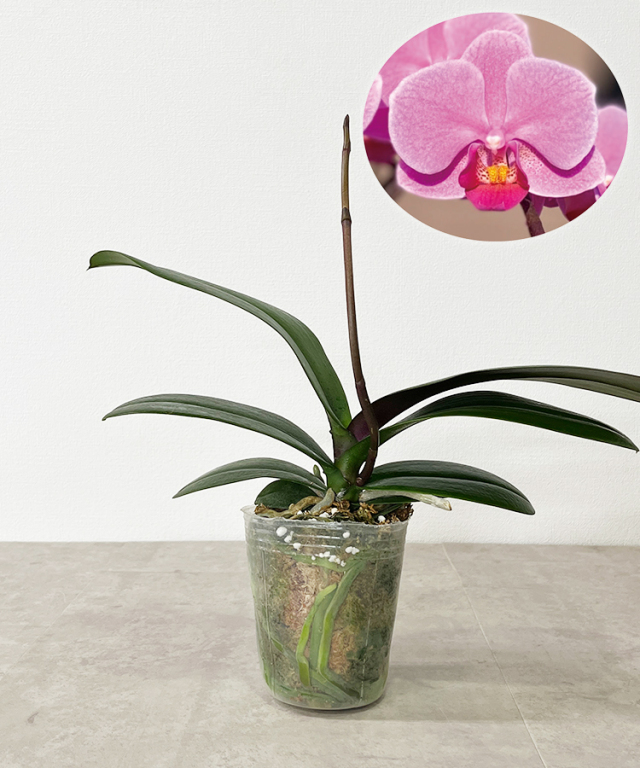 苗　ウェディング　花芽あり