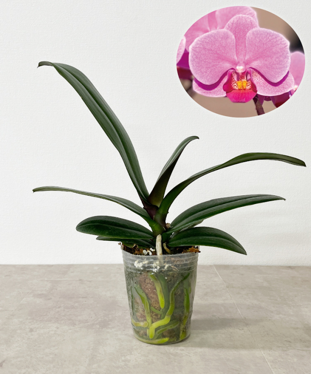 苗　ウェディング　花芽なし