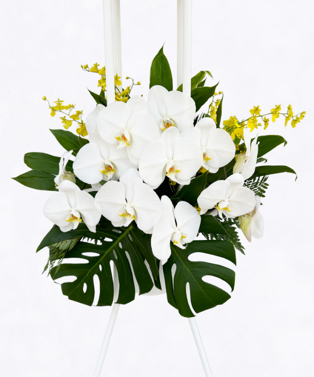 開店 祝い 花】 胡蝶蘭 高級スタンド /プレミアム（2段