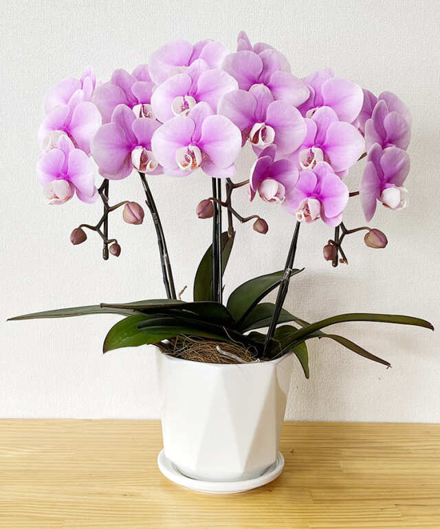 ミニ胡蝶蘭 プリンセス 3本立ち