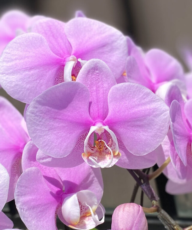 蘭様 おまとめ4点 蘭様 4点おまとめ