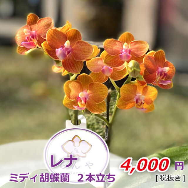 ミディ胡蝶蘭 レナ 2本立
