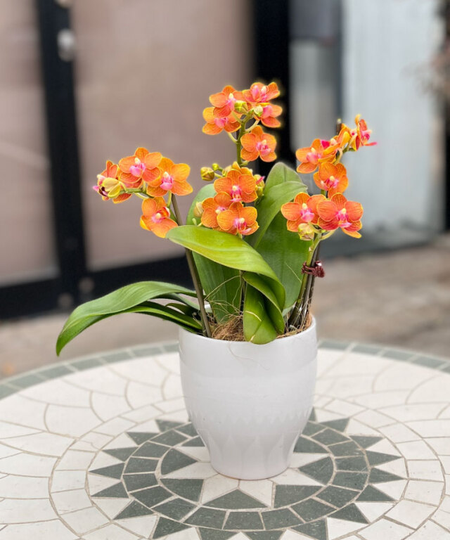 ミディ胡蝶蘭 レナ 3本立