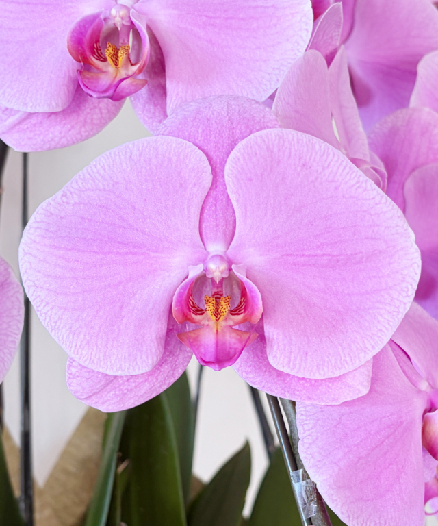 ピンク大輪胡蝶蘭　ロゼリア　花アップ
